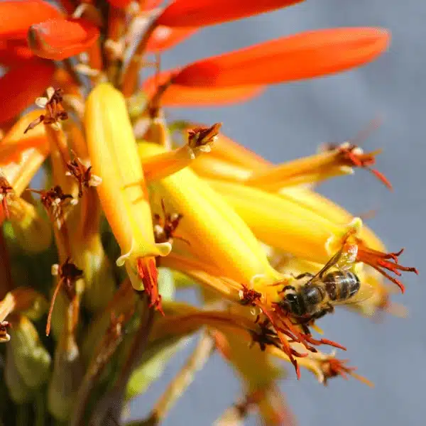 Aloe Blossom, AFR-S-AB