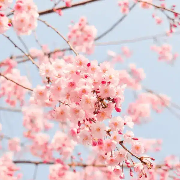 Cherry Blossom, CB-1000-O