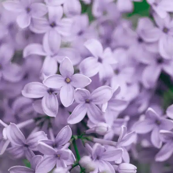 Lilac, AFR-S-LI